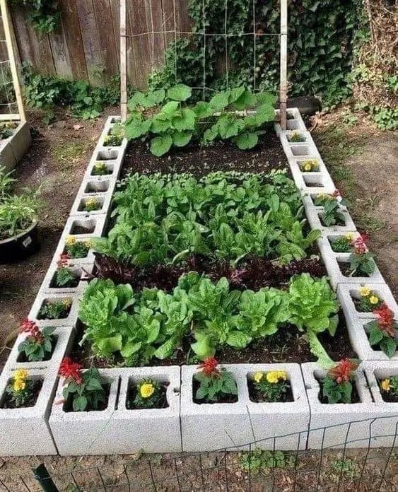 Un potager rectangle, délimité par des parpaings