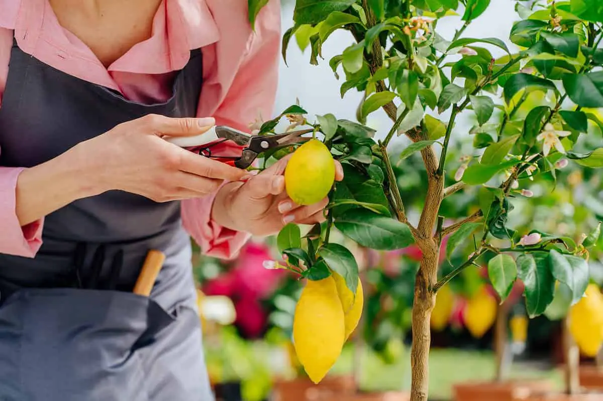 La taille du citronnier est à effectuer plusieurs fois par an