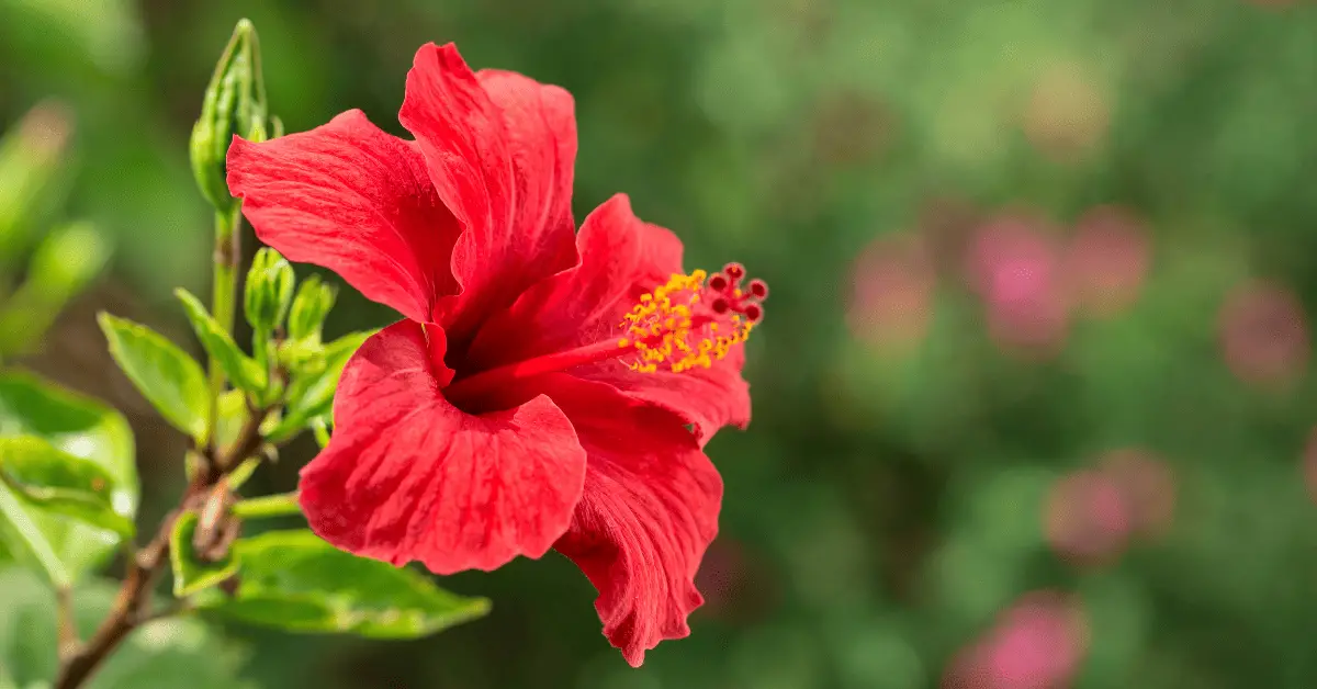 Comment entretenir facilement votre hibiscus ?