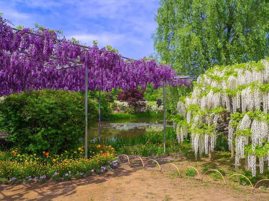 De la glycine violette et de la glycine blanche qui ornent des treillages