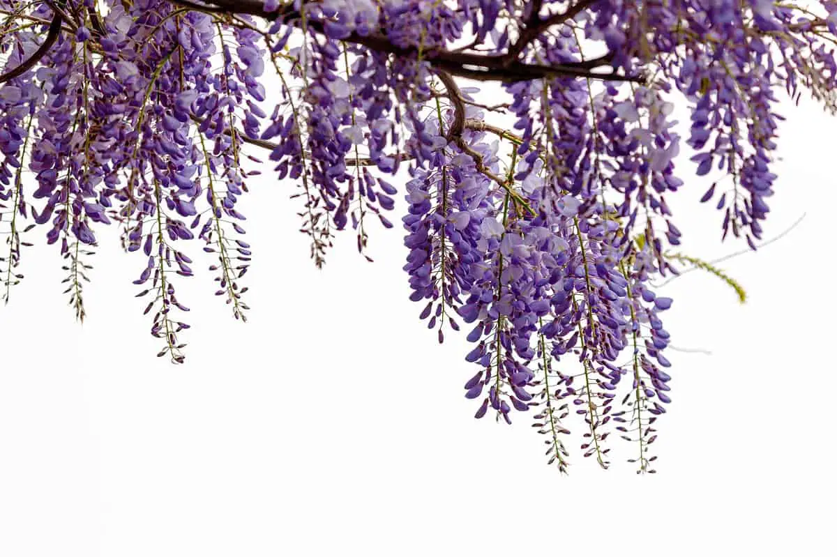 De la glycine en fleur