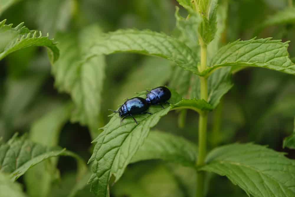 Les larves des chrysomèles s’attaquent aux plantes aromatiques