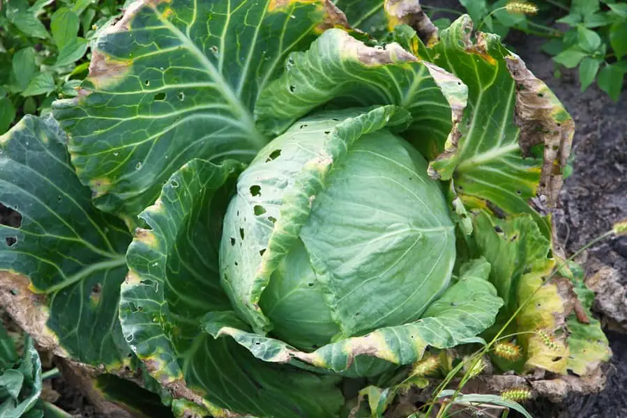 Lorsque les feuilles sont endommagées, c’est le signe de la présence qu’un ravageur ou d’un champignon
