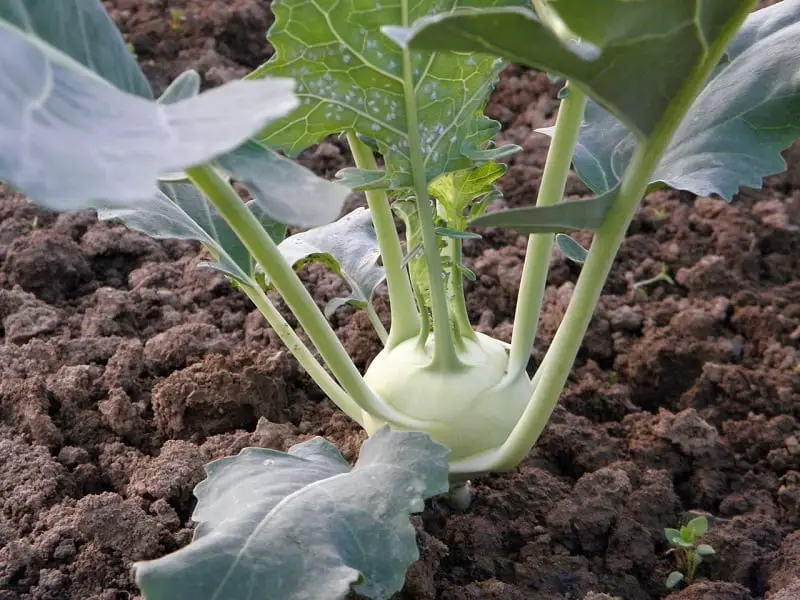 Le chou-râve se cultive plutôt facilement au potager